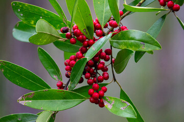 Florida holly tree red berries and green leaves.