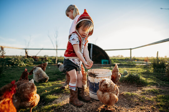 boy feeding chickens from a bucket