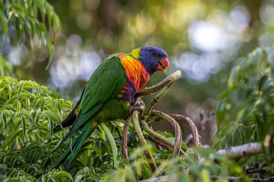 Rainbow lorikeet