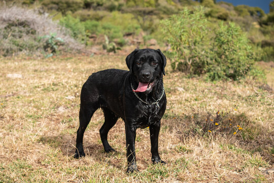 Perro mascota negro labrador chocolate sobre pasto en campo