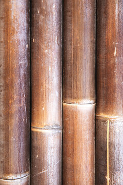 Bamboo closeup