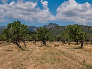 Fototapeta premium countryside on the balearic island of Mallorca, Spain