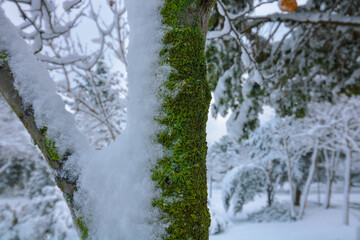 Moss and snow covered tree trunk in focus