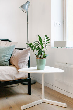 Detail photo of a couch, a green plant and a lamp