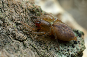 Fototapeta premium Sac spider, Clubiona spider on wood, macro photo