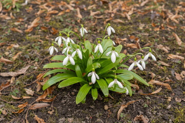 Isolated specimen of snowdrop Galanthus nivalis