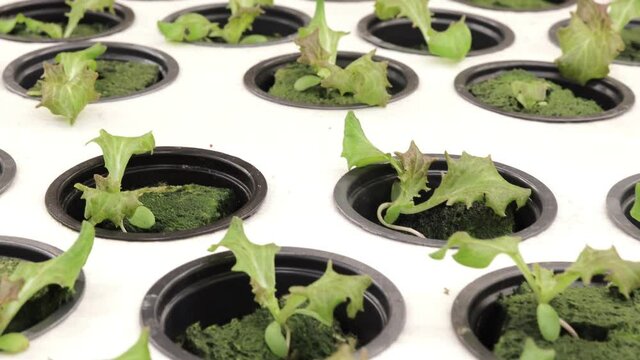 Germination salad on rockwool for hydroponic. Preparing for the cultivation of plants in the garden. Green sprout. Breeding ground