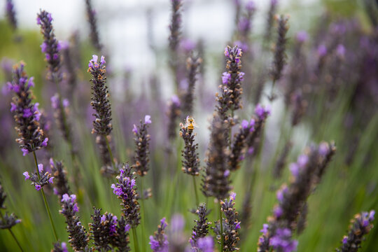 Bee pollinating lavender
