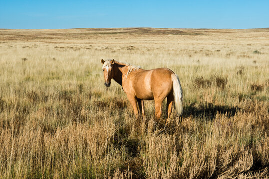 USA, New Mexico, Bisti De-Na-Zin Wilderness, Wild Horses 