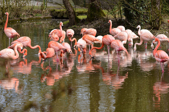 Flamingos im Zoo Schmiding, Krenglbach, Oberösterreich, Österreich, Europa - Flamingos in Schmiding Zoo, Upper Austria, Austria, Europe