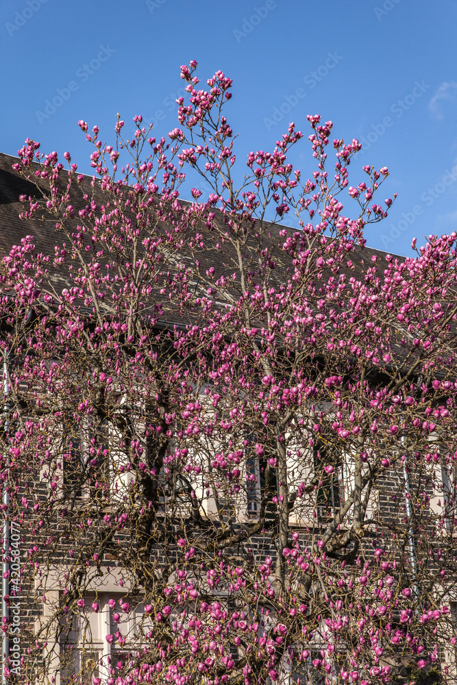 Wall mural Allassac (Corrèze, France) - Façade de l'école élémentaire Pierre Maurice Restoueix au printemps