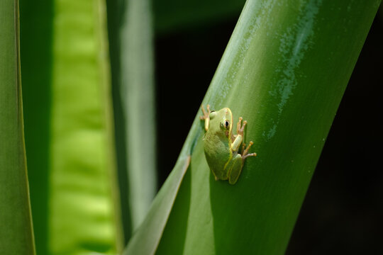 Tree Frog