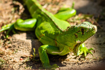 Iguana tomando banho de sol.