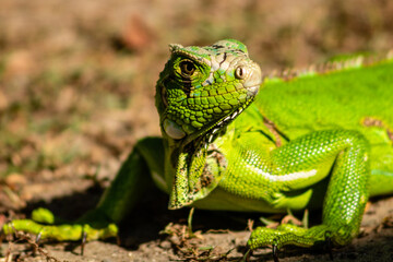 Iguana tomando banho de sol.
