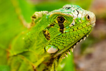 Iguana tomando banho de sol.