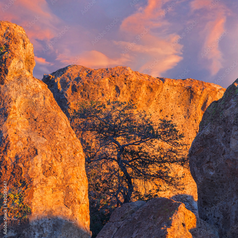 Poster USA, New Mexico, City of Rocks State Park. Sunset on boulders and tree.