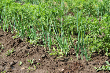 Growing green, lettuce and vegetables. Kitchen garden with growing onions and carrots, close-up