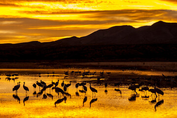 USA, New Mexico, Bosque Del Apache National Wildlife Refuge. Sandhill cranes at sunrise.