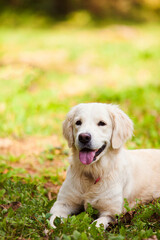 The happy Golden retriever is lying in the backyard