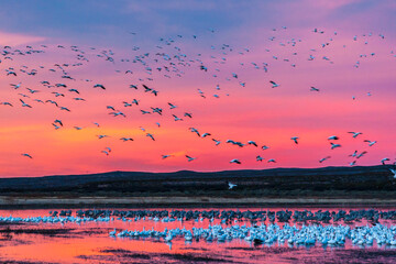 USA, New Mexico, Bosque Del Apache National Wildlife Refuge. Snow geese at sunset. © Danita Delimont
