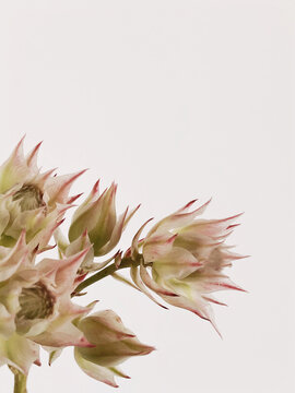 Gentle light shades flowers