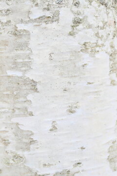 白樺の樹皮