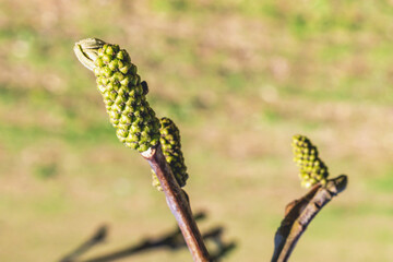 walnut tree spring sprouts, extreme close up against defocused field