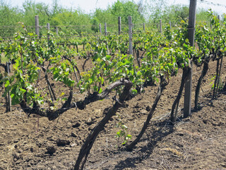 Fototapeta na wymiar Young Grape Vines In A Vineyard Set In The Countryside. Selective Focus