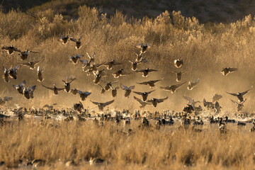 Fototapeta na wymiar USA, New Mexico, Bosque Del Apache National Wildlife Refuge. Ducks flying from water.