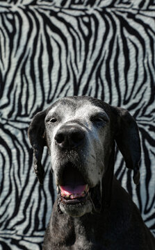 Huge dog yawning against zebra background