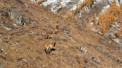Mountain Altai in autumn. A herd of red deer (Cervus elaphus sibiricus) in a pen. Aerial view.