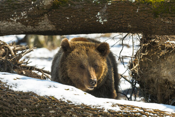 Brown bear in the  forest