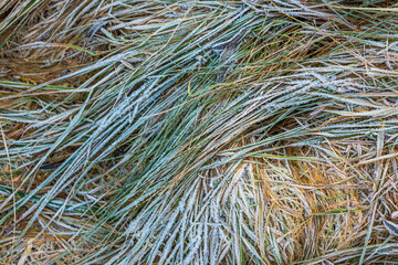 The grass is covered with frost. Beautiful natural background with hoarfrost on the grass. Ground texture with frozen meadow plants. Rime ice on blades of grass during frosts. Cold weather.