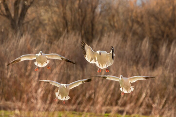 USA, New Mexico, Bosque del Apache National Wildlife Refuge. Backlit snow geese landing.