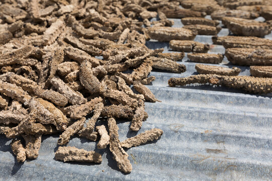 Sea cucumber harvesting for medicine