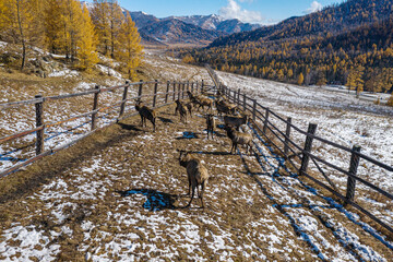 Mountain Altai in autumn. A herd of red deer (Cervus elaphus sibiricus) in a pen. Aerial view.