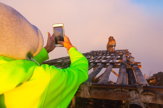 Girl makes a photo of a monkey on the phone