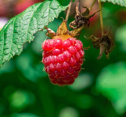 ripe raspberries