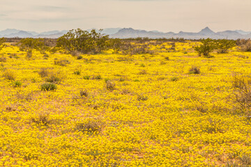 USA, New Mexico, Hidalgo County. Bladderpod flowers blooming in field.