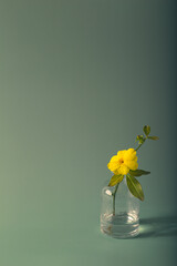 Yellow wildflower. Winter jasmine flower. Jasmine nudiflorum. Floral background.