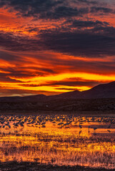 Sandhill cranes wading under pink sky at Bosque Del Apache National Wildlife Reserve, New Mexico,...
