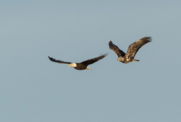 Adult and immature bald eagles flying, Bosque del Apache National Wildlife Refuge, New Mexico.