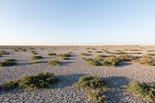 Dry land with many small bushes