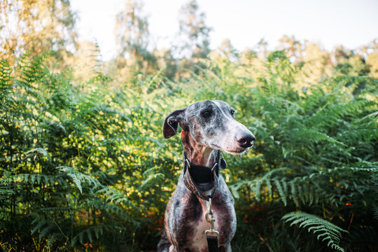 Greyhound standing at some fern plants