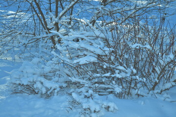 snow covered bent branches of bushes