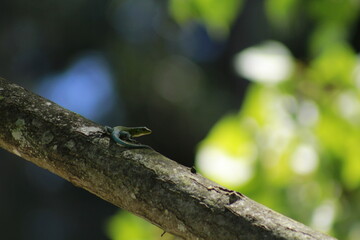 A lizard climbing a tree.

