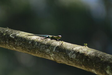 A lizard climbing a tree.

