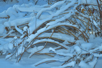 snow covered bent branches of bushes