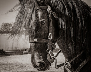 Menorcan purebred