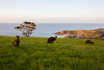 Group of kangaroos in the background of the australian landscape